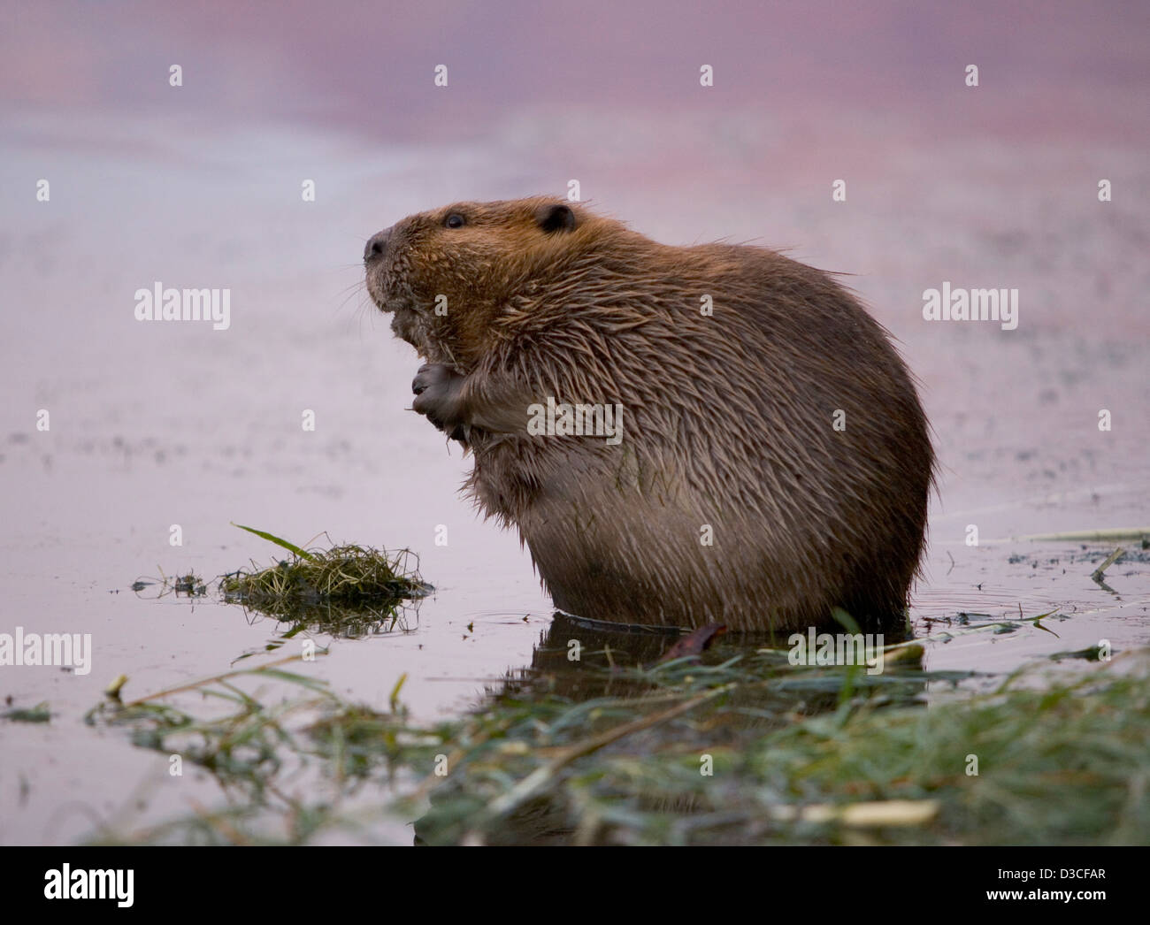 Nordamerikanische Biber in den Colorado River Arizona, USA Stockfoto