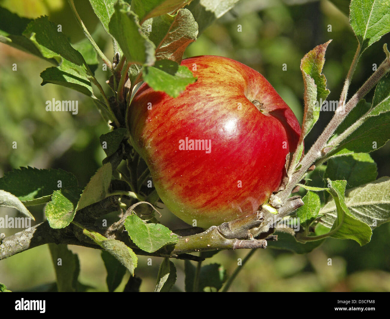 Nahaufnahme eines reif und leuchtend roter Apfel und umgebenden Laub wächst auf einem Baum - gegen einen hellgrünen Hintergrund Stockfoto