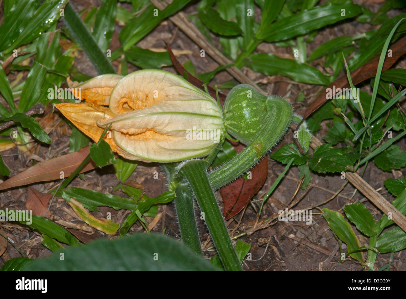 Kürbis-Blume und kleiner Kürbis beginnt, Form-Werks in eine organische home Gemüsegarten Stockfoto