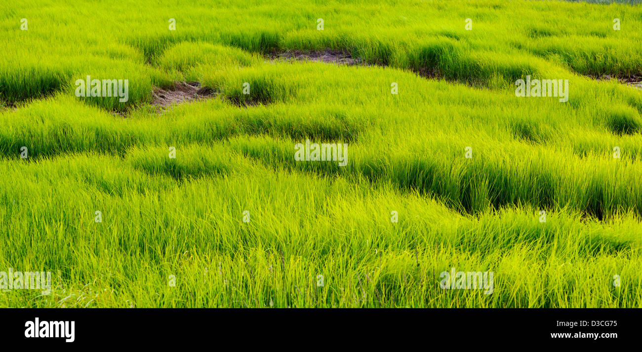 Marsh Gräser in der Nähe von Beluga Bay und Homer Spit, Homer, Alaska, USA Stockfoto