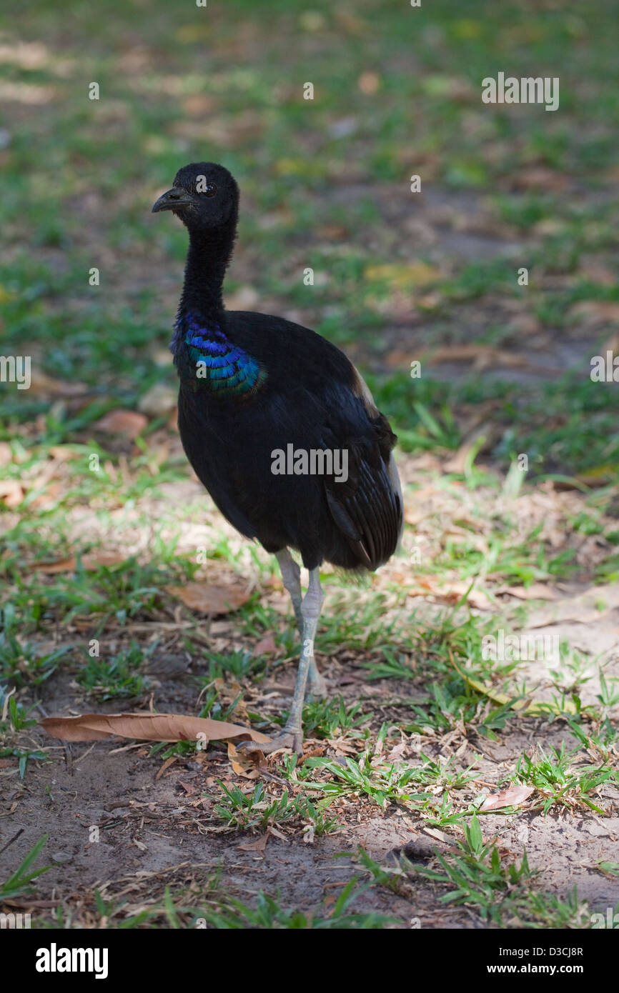 Grau-winged Trompeter (Psophia Crepitans). Gesellig Boden lebende Vogel der nördlichen Amazonas-Regenwald und Guayana Schild. Stockfoto