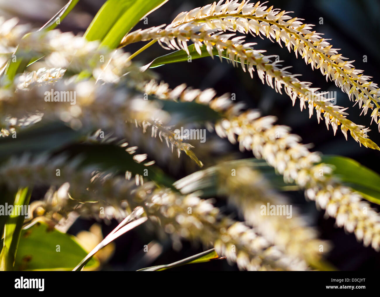 Rasen-Samen-Welle in ein sanfter Wind unter der Sommersonne Stockfoto