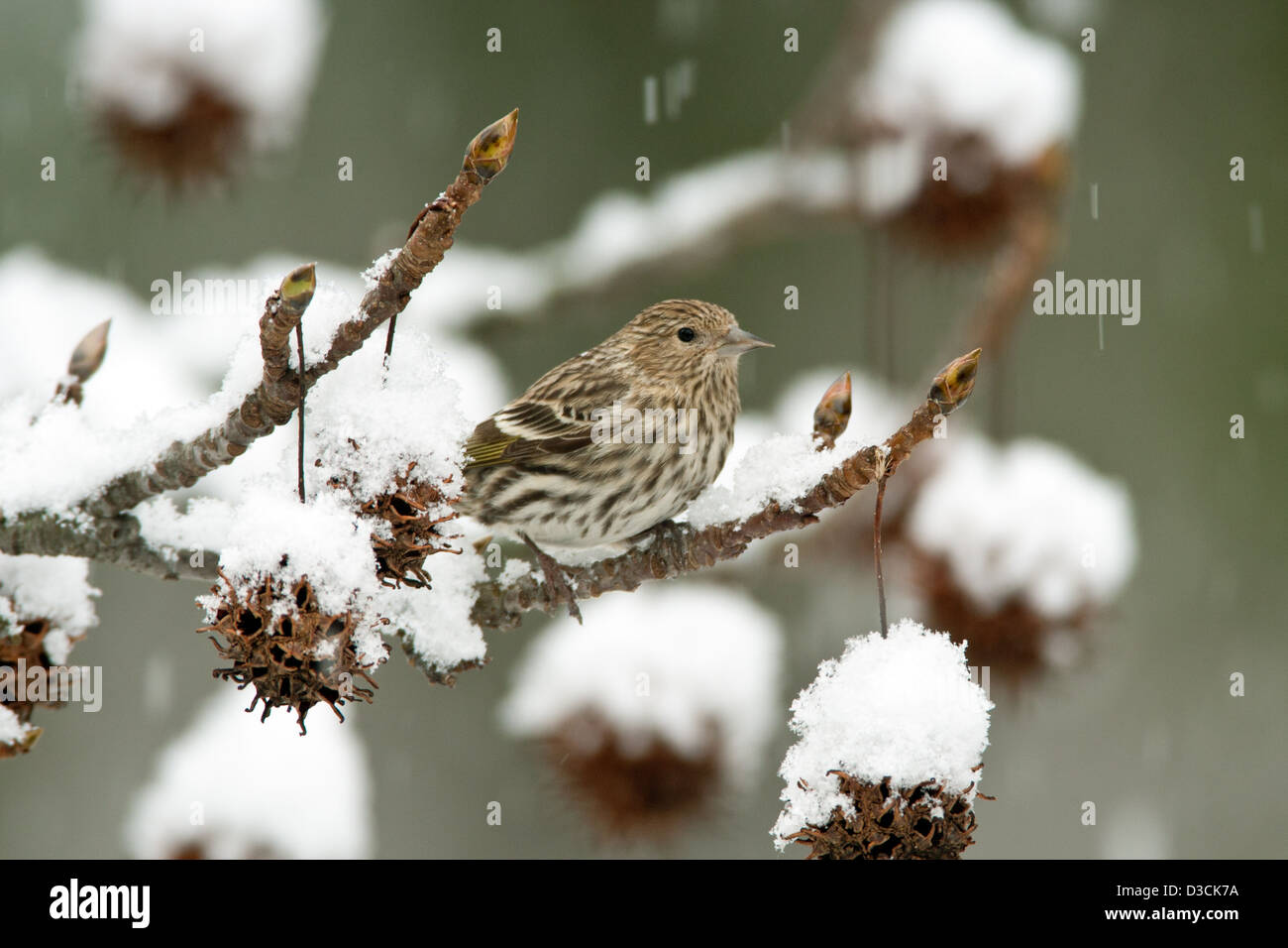 Pine Siskin in Schnee bedeckt Sweetgum Baum Vogel Vögel singvögel Vogelkunde Vogelkunde Wissenschaft Natur Tierwelt Umwelt Siskins Winter Schnee senkrecht Stockfoto