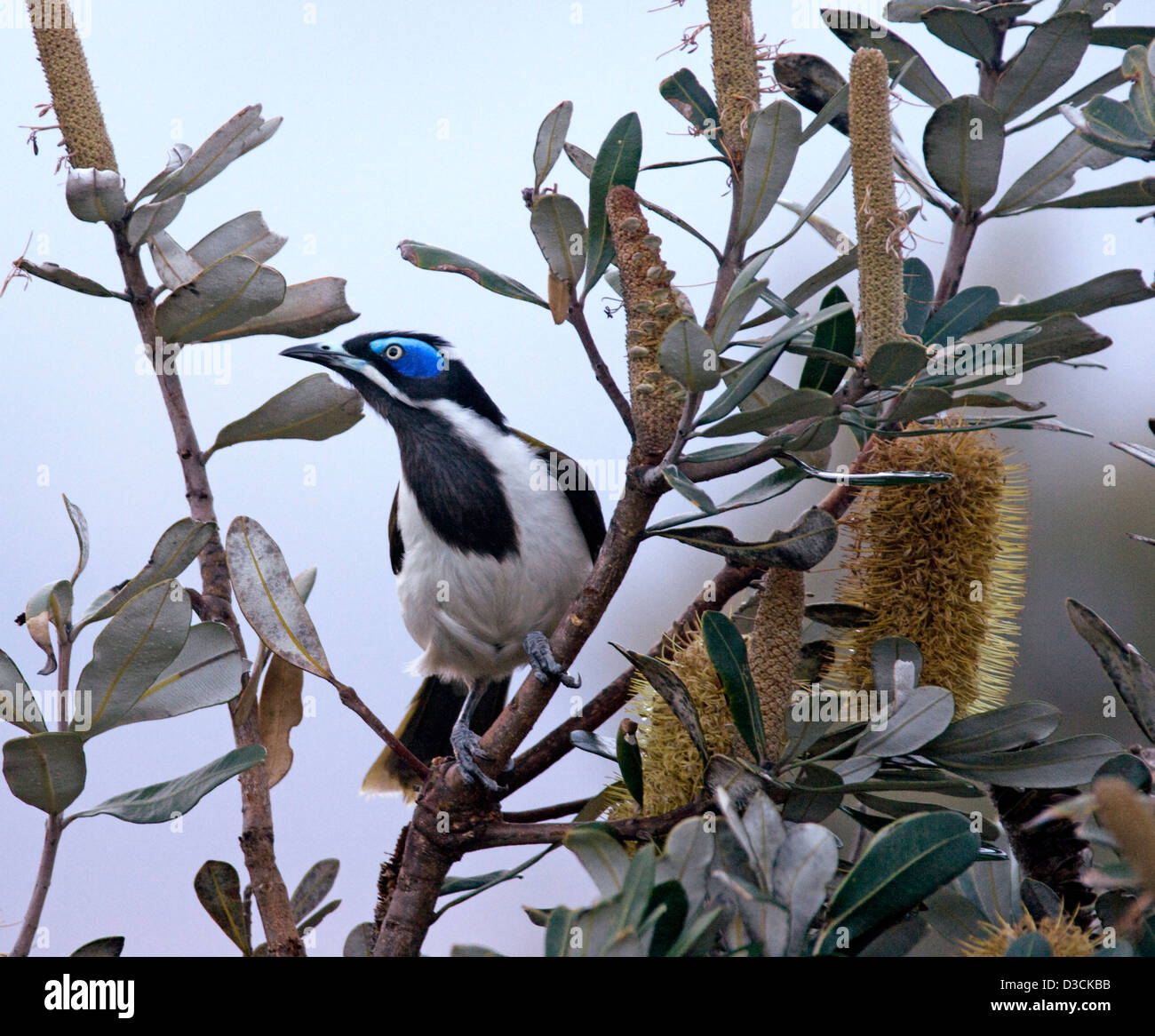 Australische blau konfrontiert Honigfresser Küsten Banksia Baum mit Blüten - in freier Wildbahn Stockfoto