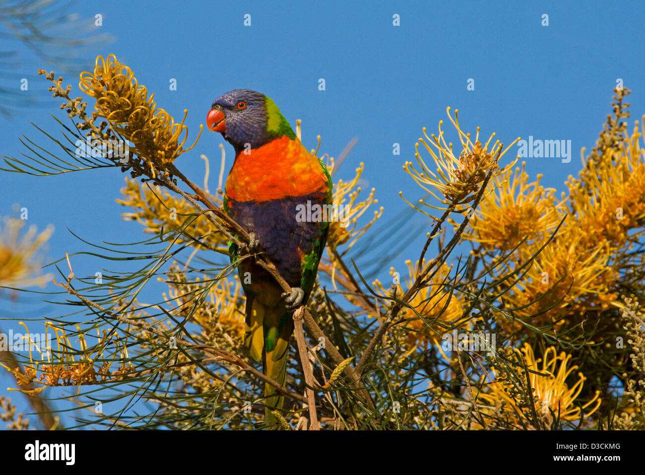 Allfarblori - ein australischer Papagei - in freier Wildbahn ernähren sich von goldenen gelben Grevillea Blüten vor blauem Himmel Stockfoto