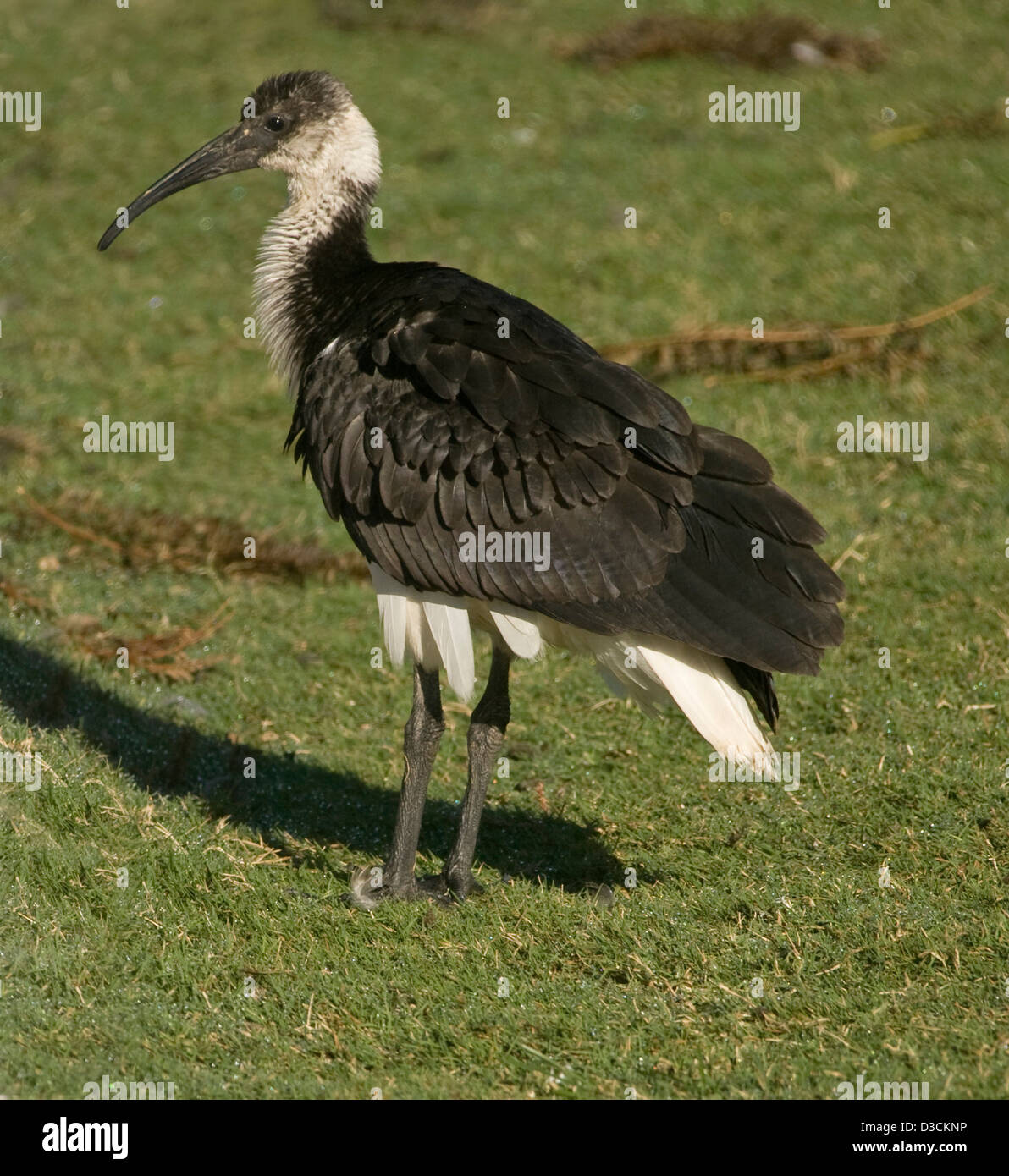 Stroh-necked Ibis Threskiornis Spinicollis auf dem grünen Rasen neben einer Lagune im Outback NSW Australia Stockfoto