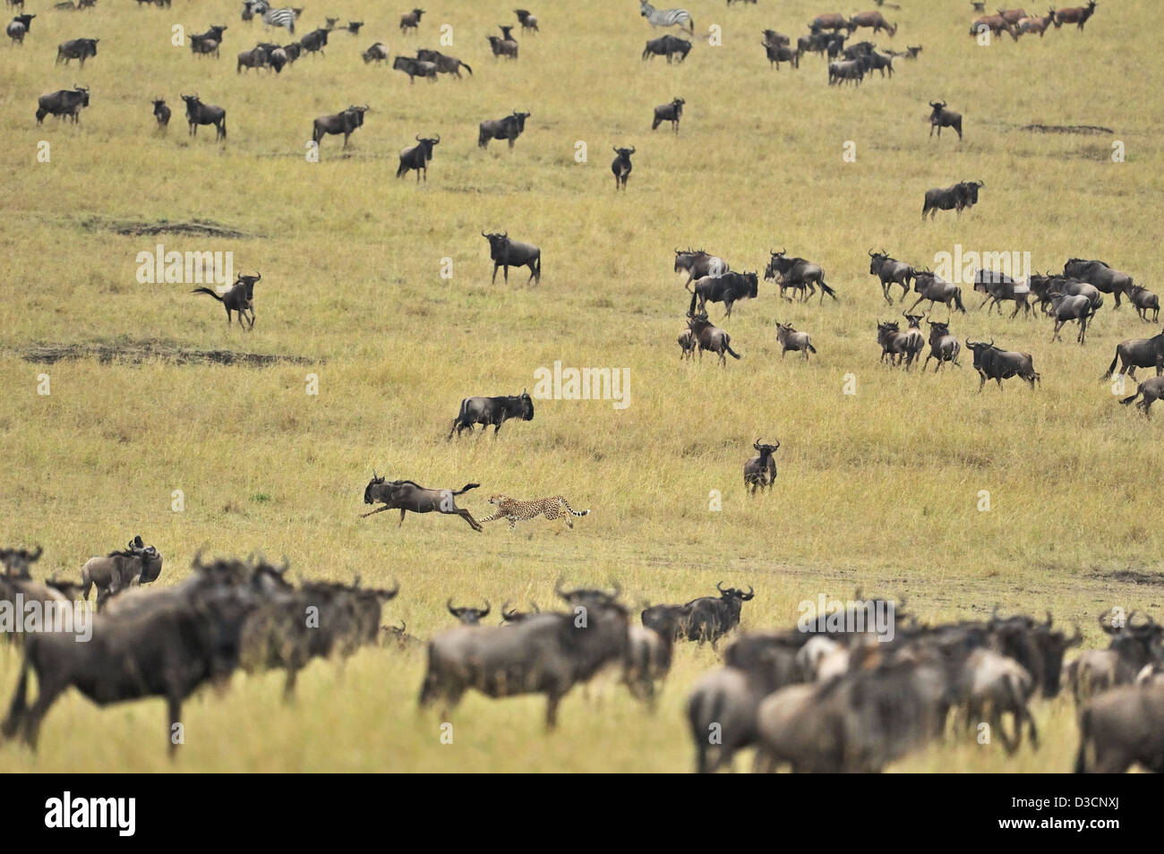 Geparden jagen ein Gnus während der Rest der Herde blickt auf, in der Masai Mara in Kenia, Afrika Stockfoto