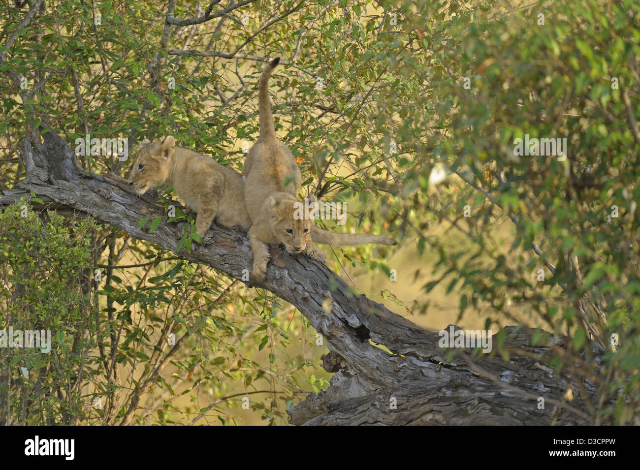 Spielerische Löwenbabys auf einem Baum in der Masai Mara, Kenia, Afrika Stockfoto