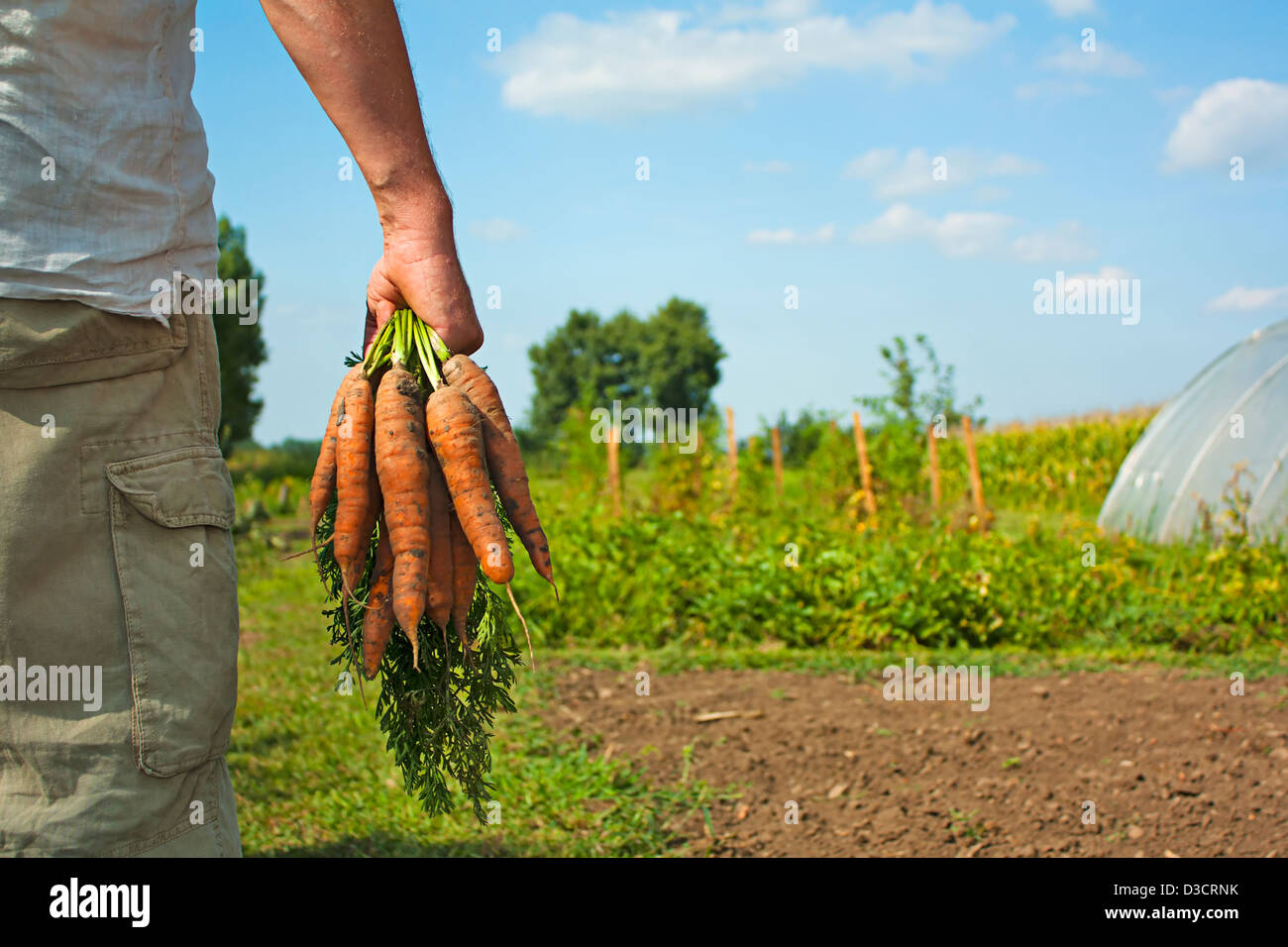 Teilweise Bild eines männlichen Bauern / Gärtner sammeln Karotten Ernte an einem Sommertag Stockfoto