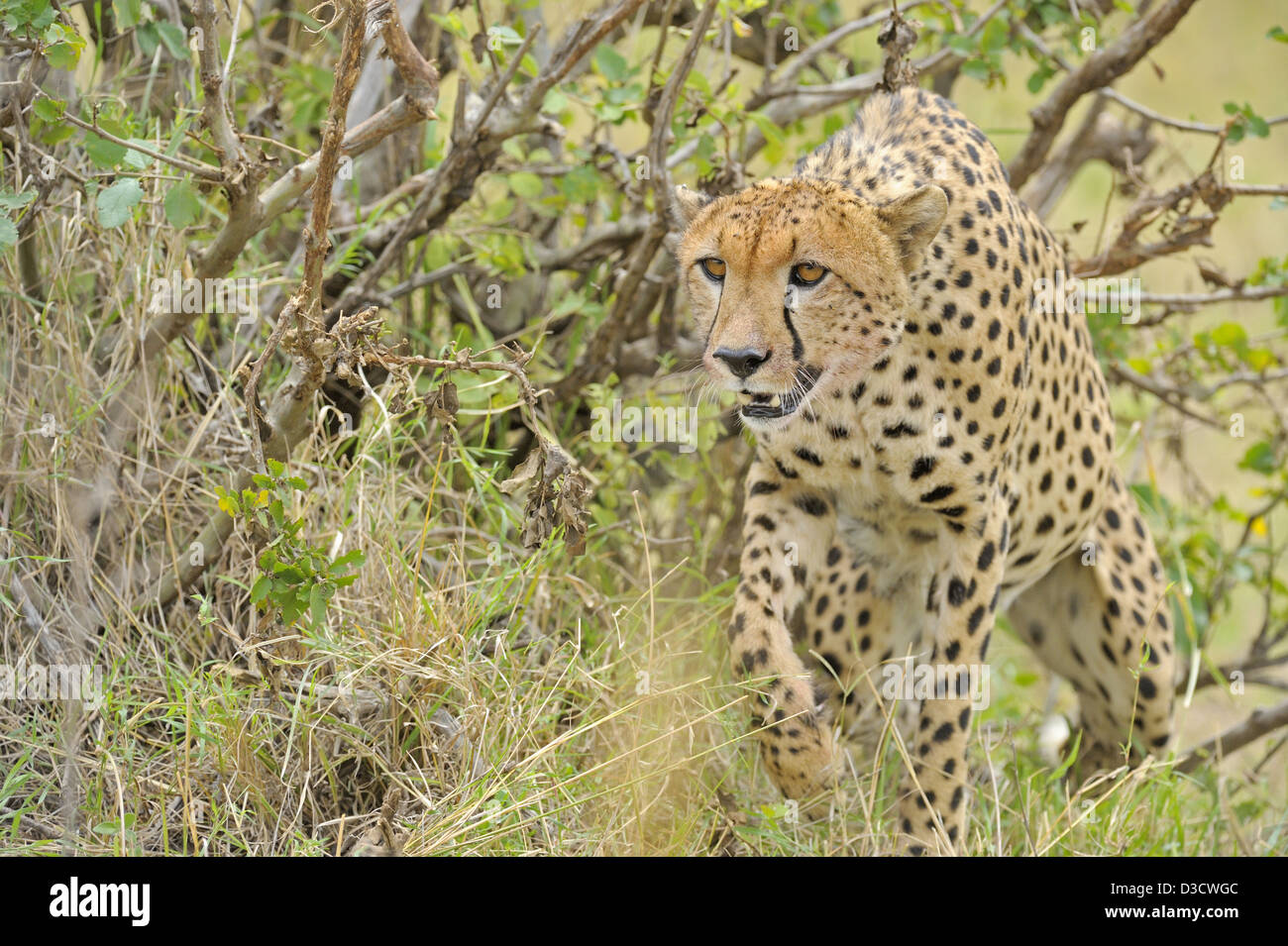 Stalking Cheetah Masai Mara in Kenia, Afrika Stockfoto