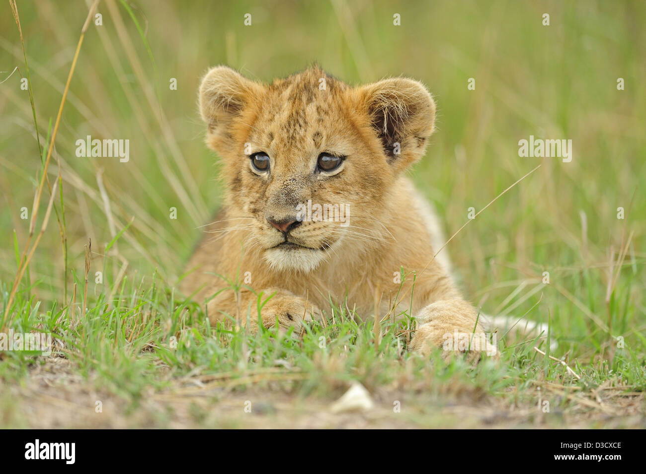 Löwenjunges in der Masai Mara, Kenia, Afrika Stockfoto