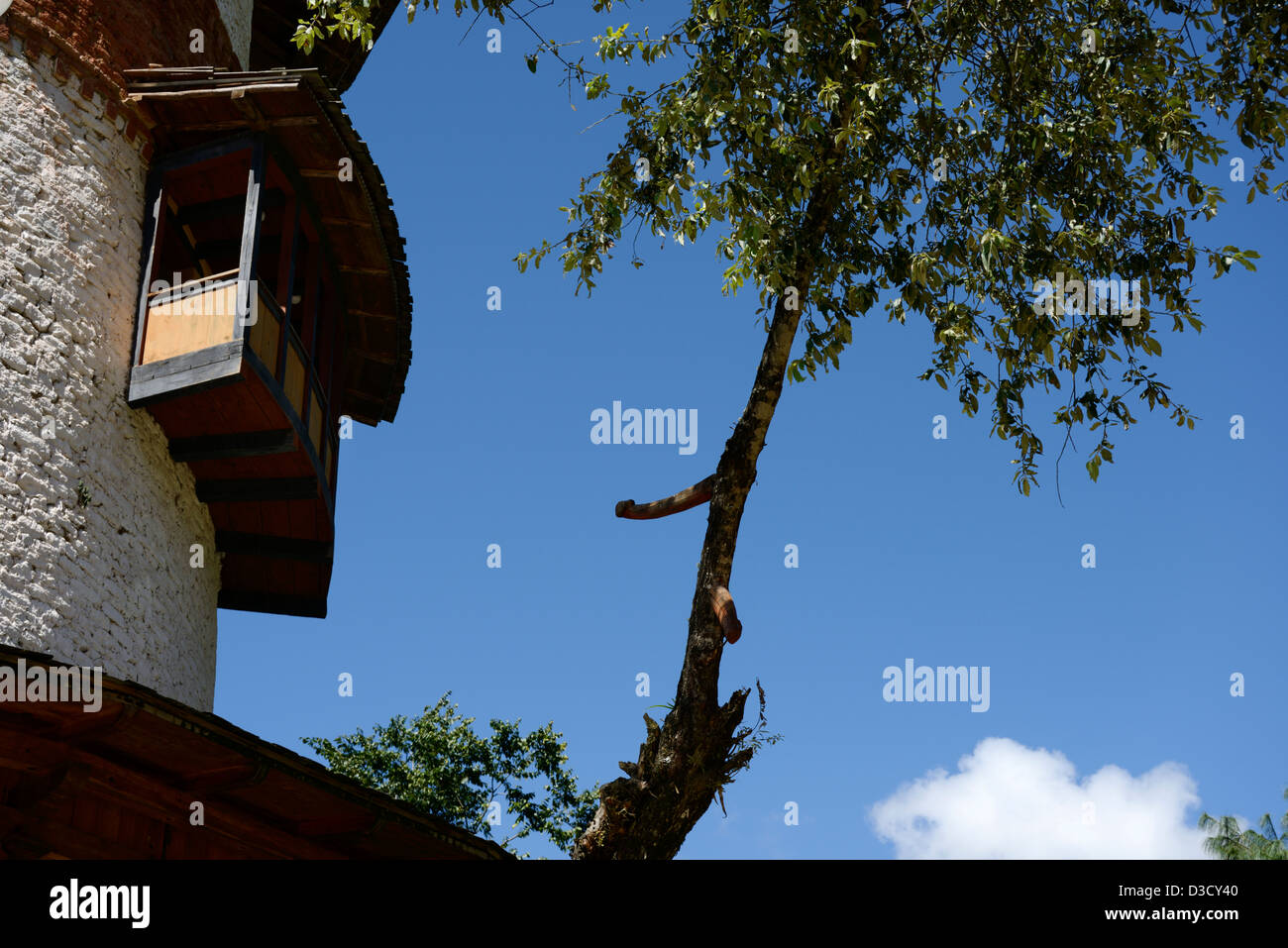 Phallische Symbole/Äste wachsen Baum. Bhutan Symbol zur Abwehr böser Geister, Turm von Trongsa Museum,, 36MPX, HI-RES Stockfoto