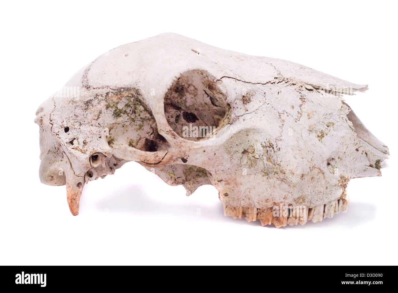 Nahaufnahme von einem Schädel eines Schafes isoliert auf einem weißen Hintergrund. Stockfoto