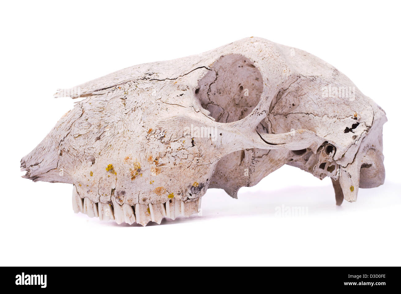 Nahaufnahme von einem Schädel eines Schafes isoliert auf einem weißen Hintergrund. Stockfoto