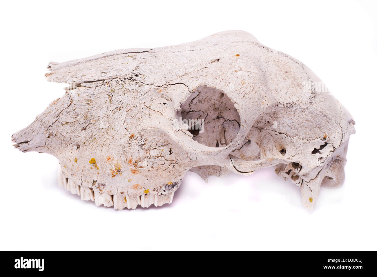 Nahaufnahme von einem Schädel eines Schafes isoliert auf einem weißen Hintergrund. Stockfoto
