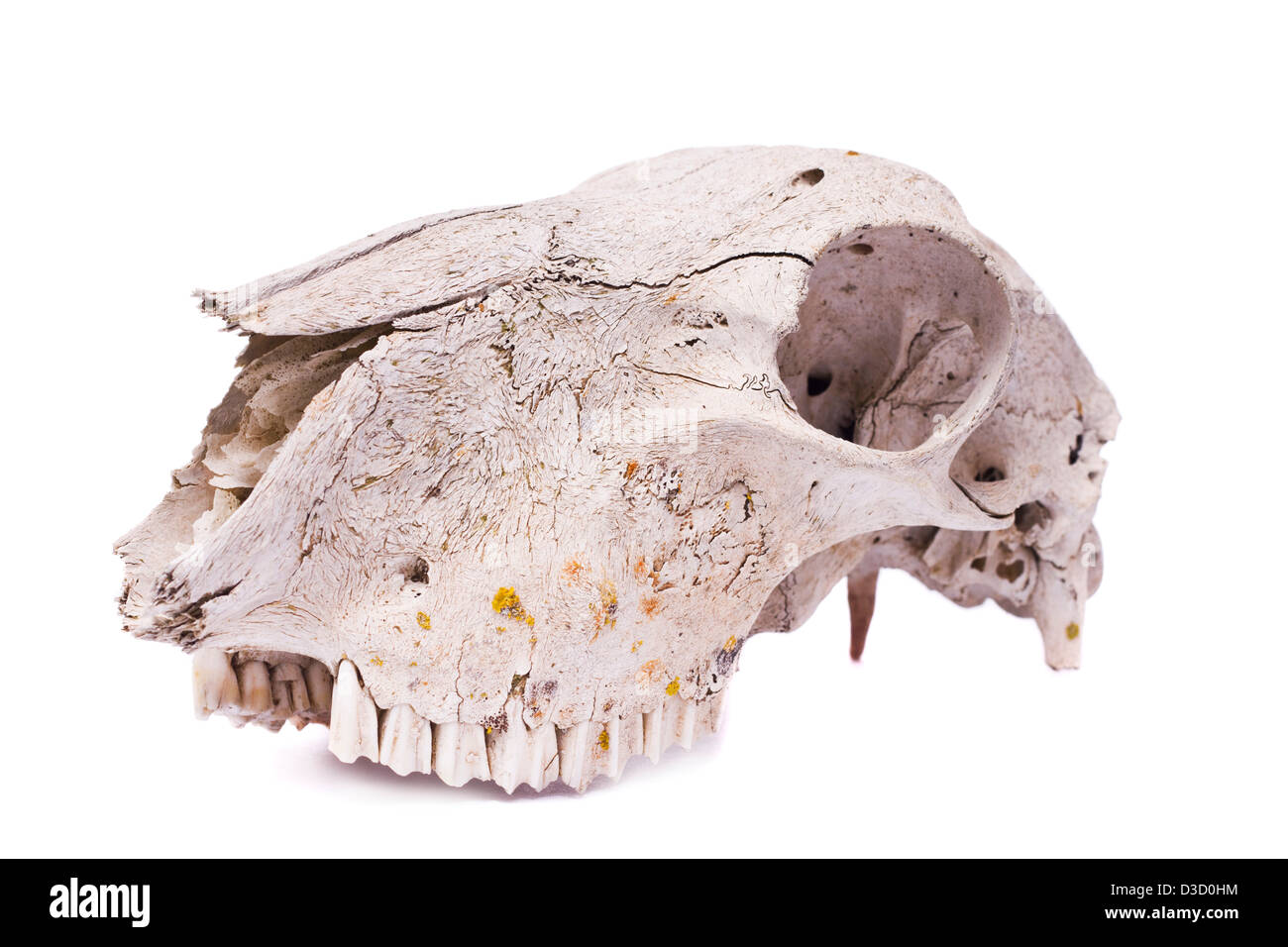 Nahaufnahme von einem Schädel eines Schafes isoliert auf einem weißen Hintergrund. Stockfoto