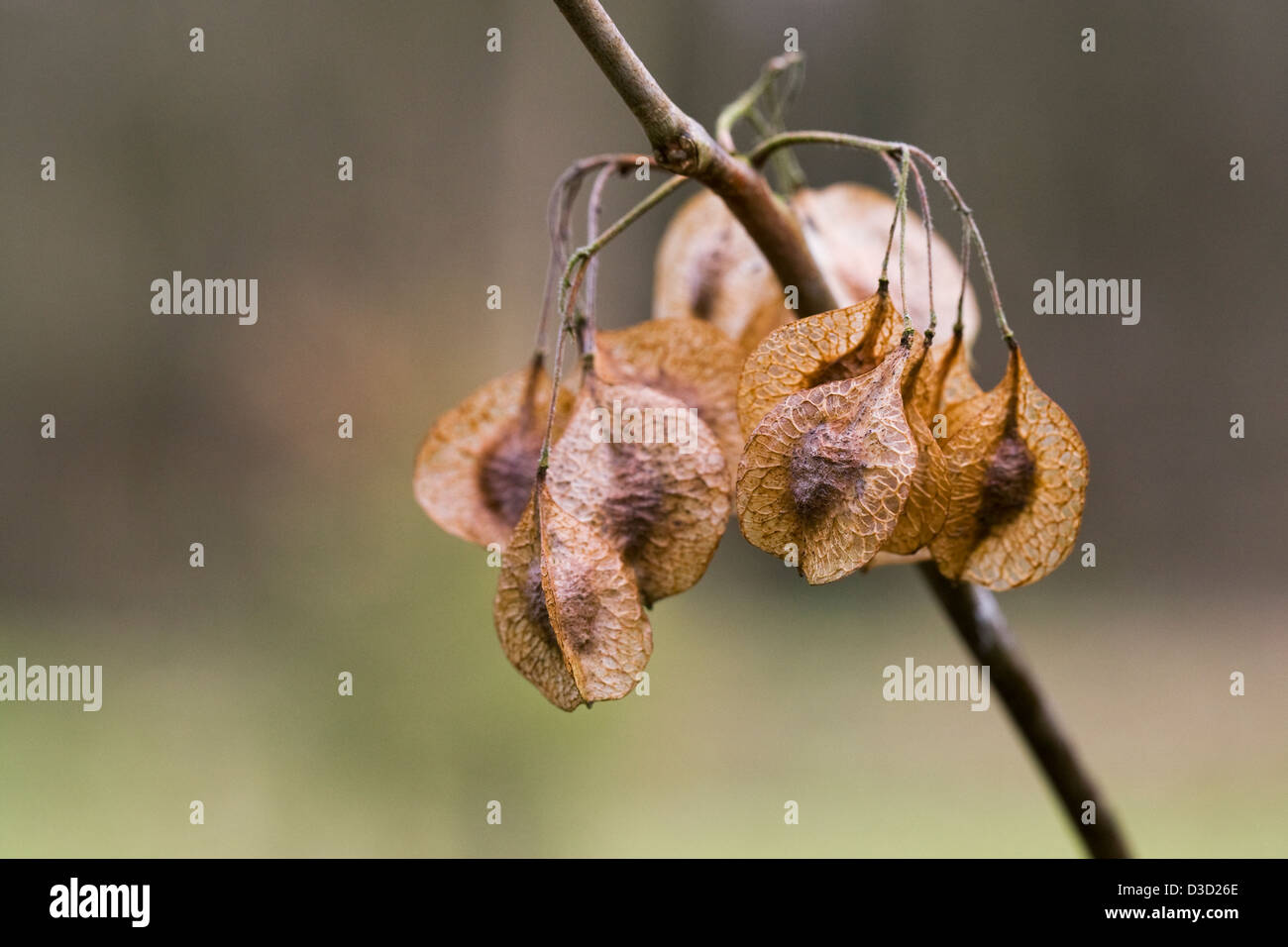 Samenkapseln von Ptelea Trifoliata. Stockfoto