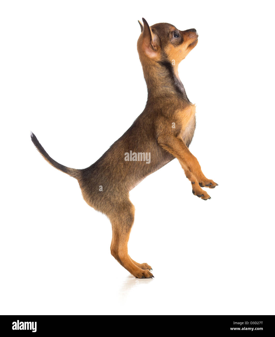 Stehender Hund Seitenansicht. Russkiy Toy terrier Stockfoto