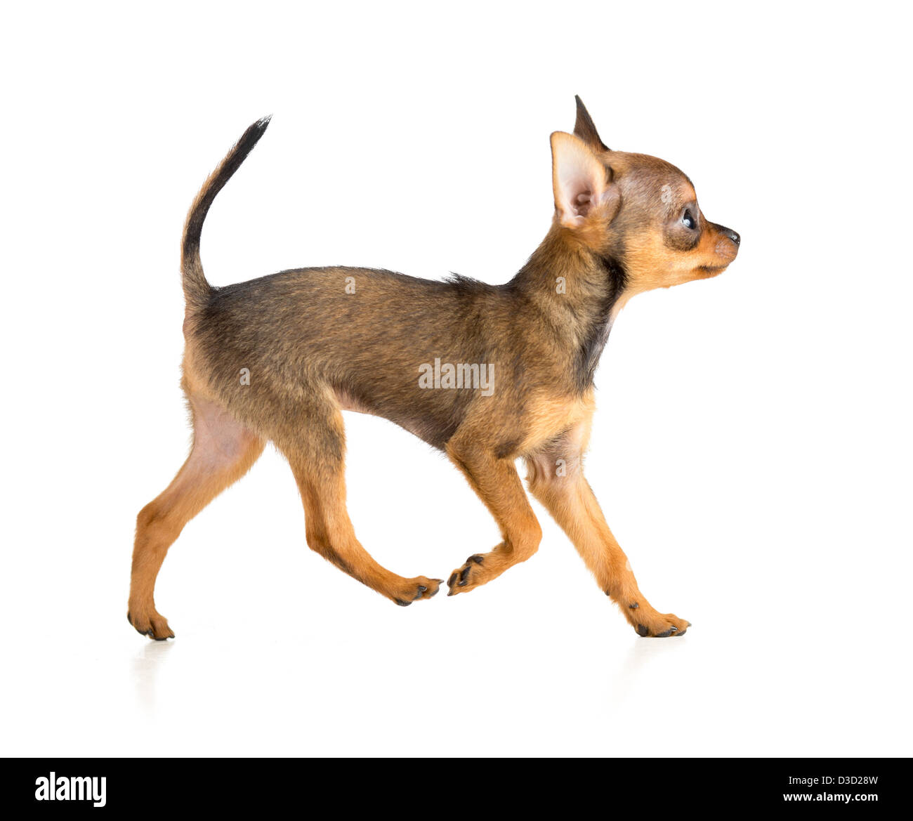 Toy Terrier Welpe Profil ausgeführt Stockfoto