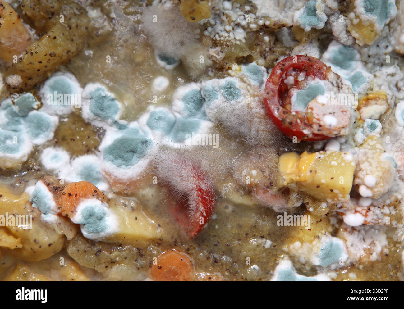 Berlin, Deutschland, schimmelige Gemueseeintopf Stockfoto