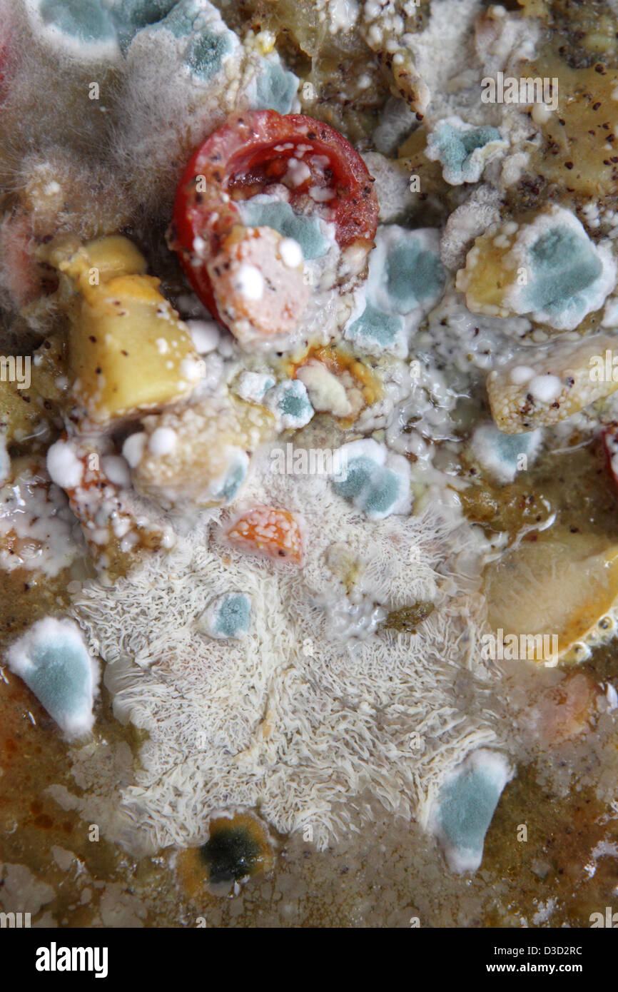 Berlin, Deutschland, schimmelige Gemueseeintopf Stockfoto