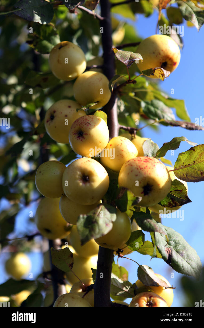 Strahlende Dorf, Deutschland, Äpfel von einem Ast hängen Stockfoto