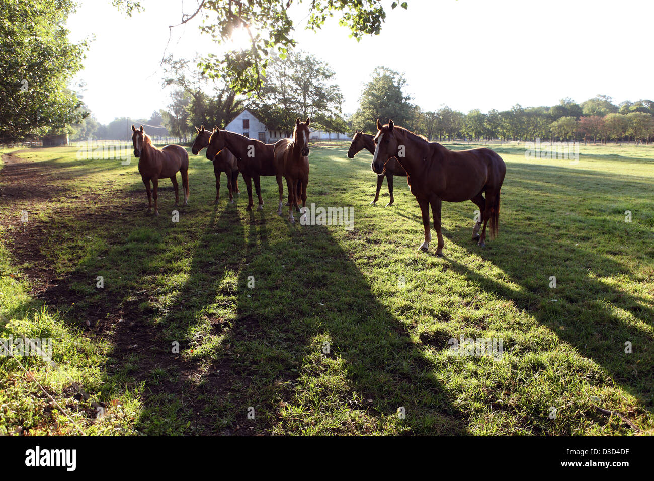 Neustadt / Dosse, Deutschland, Pferde am Morgen auf der Weide Stockfoto