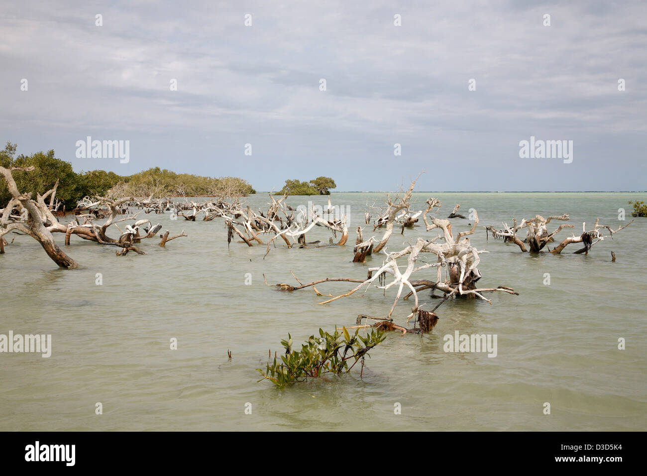 Lahami Bay, Ägypten, Natur Naturschutzgebiet Lahami Bay Stockfoto