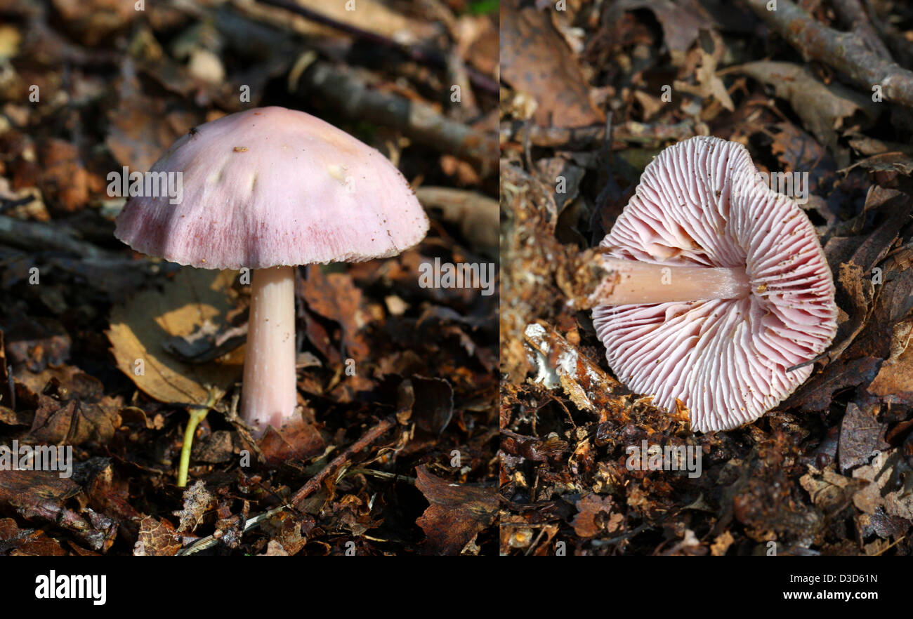 Lila Mütze Pilze, Mycena Pura, Mycenaceae. Einen gemeinsamen Wald Pilz. Stockfoto