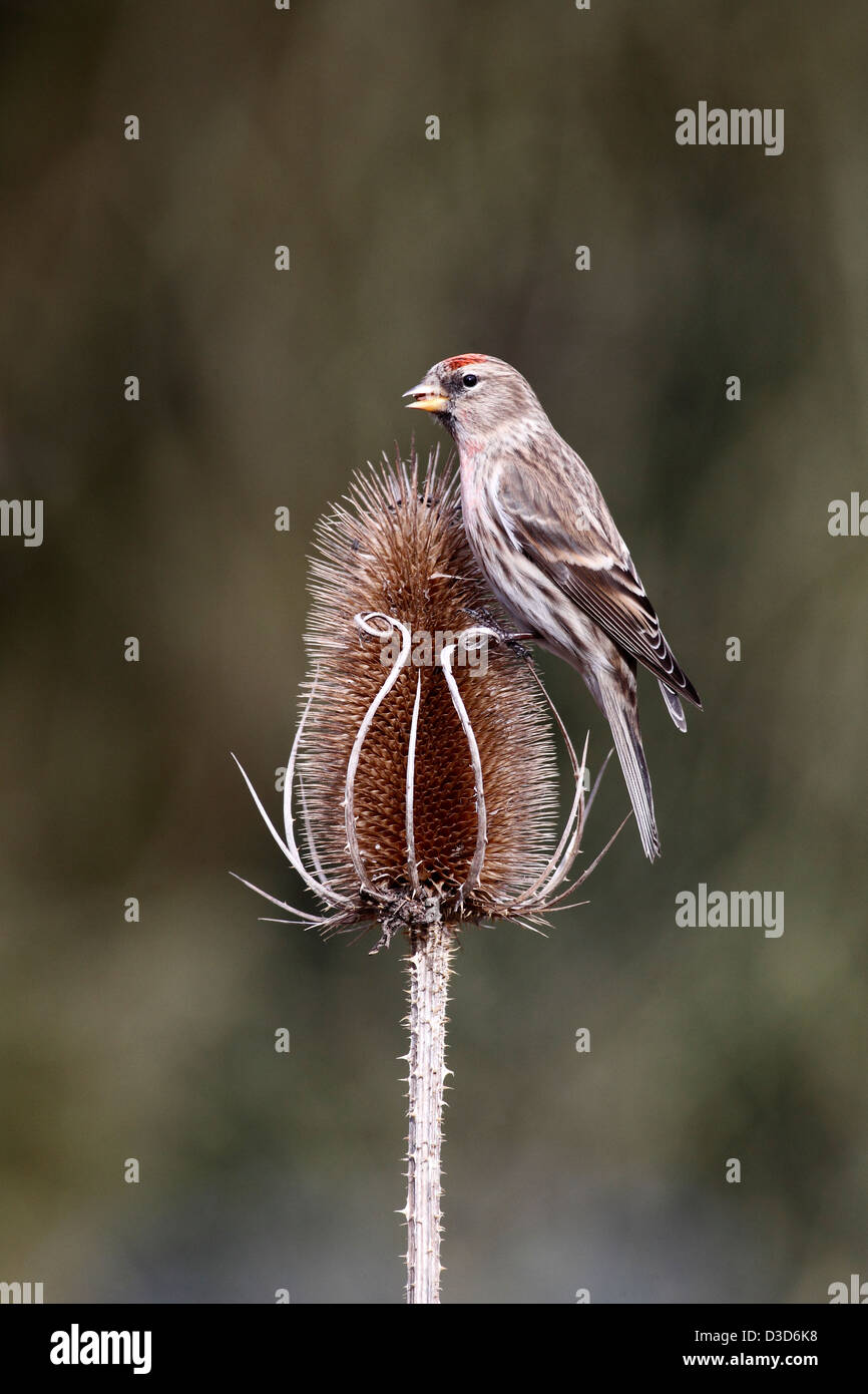 Geringerem Redpoll, Zuchtjahr Kabarett, einziger Vogel auf Karde, Warwickshire, Februar 2013 Stockfoto