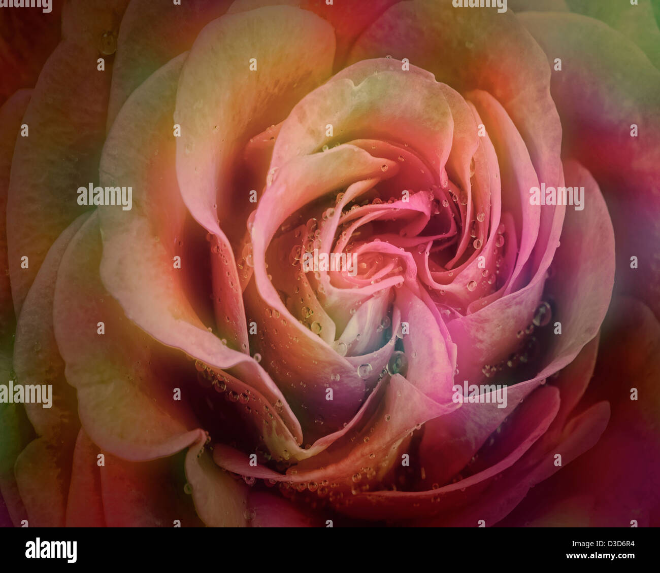 FLORA: Die perfekte Rose Stockfoto