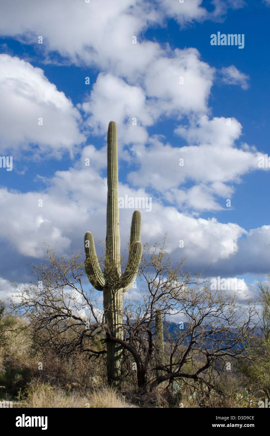 Eine alte und sehr große Kandelaberkaktus Carnegiea Gigantea, hält Wache über einen ganzen Wald von Saguaro. Stockfoto