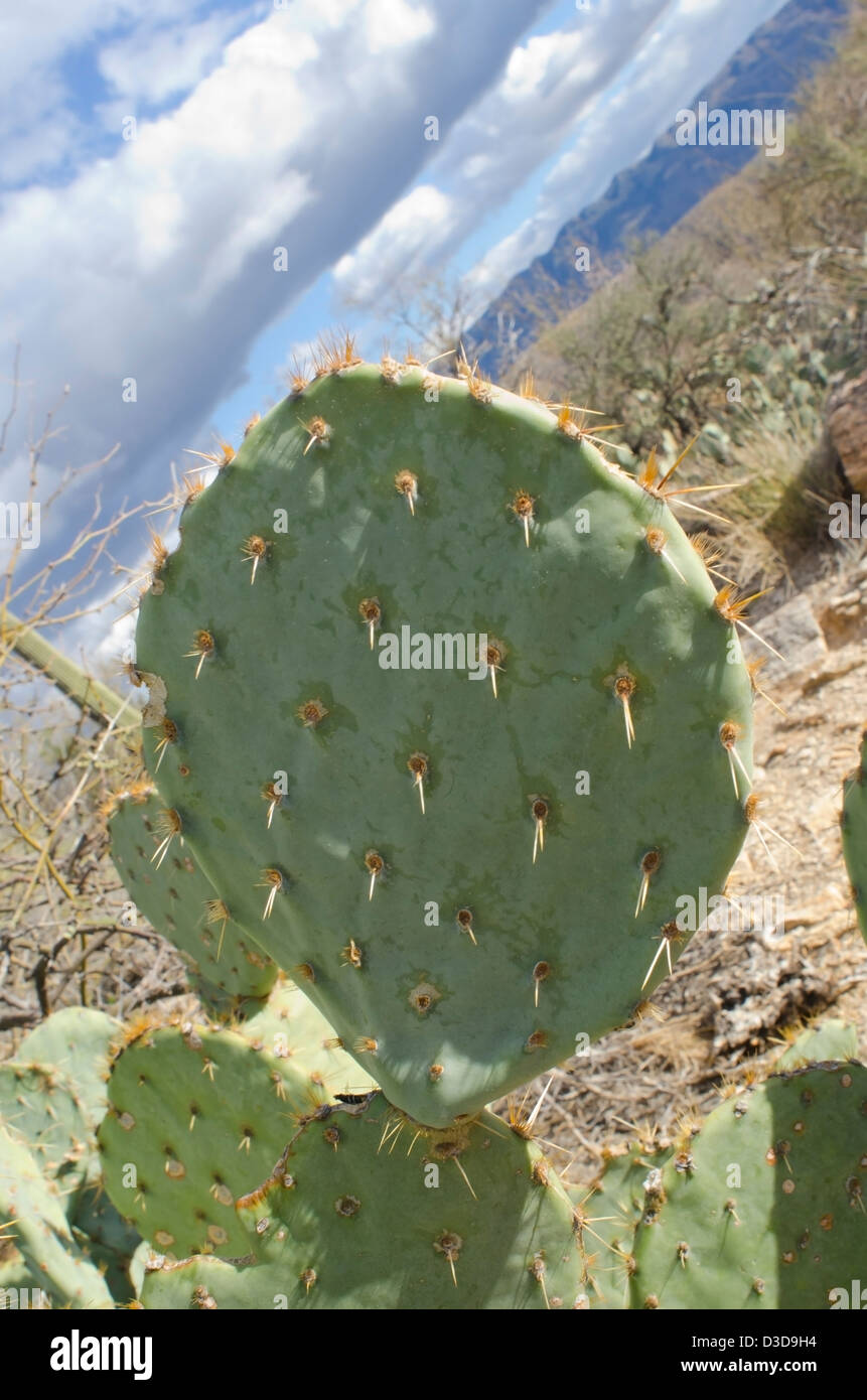 Nahaufnahme des Feigenkaktus, Opuntia Cactaceae, in der am Nachmittag Sonne. Stockfoto