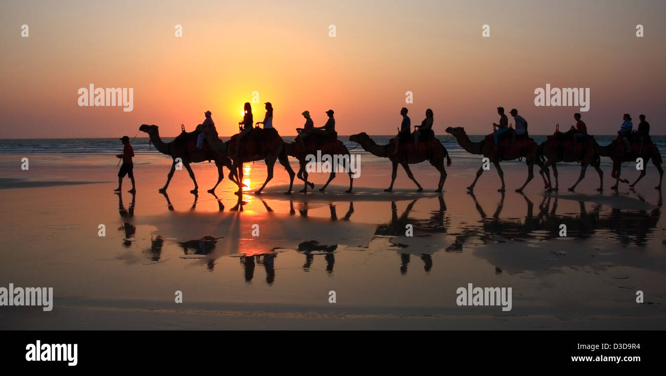 Kamele bei Sonnenuntergang Cable Beach Broome Australia Stockfoto