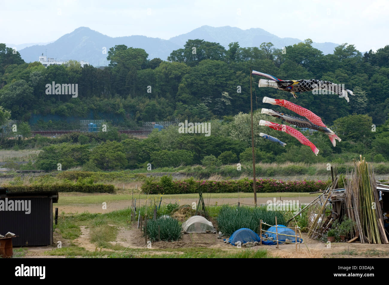 Koinobori Karpfen Streamer Windsack schwankt in der Brise im Lande der Kanagawa am 5. Mai ein Nationalfeiertag in Japan. Stockfoto