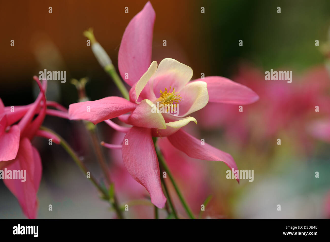 Akelei Aquilegia Chrysantha Blume rosa Stockfoto
