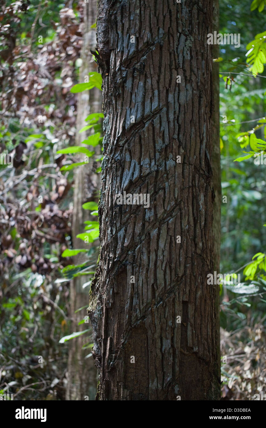 Bulletwood oder Balata Baum Stamm (Manilkara Bidentata). Heilte Axt Marken schneiden in die Rinde Show Balata Gum gesammelt. Stockfoto