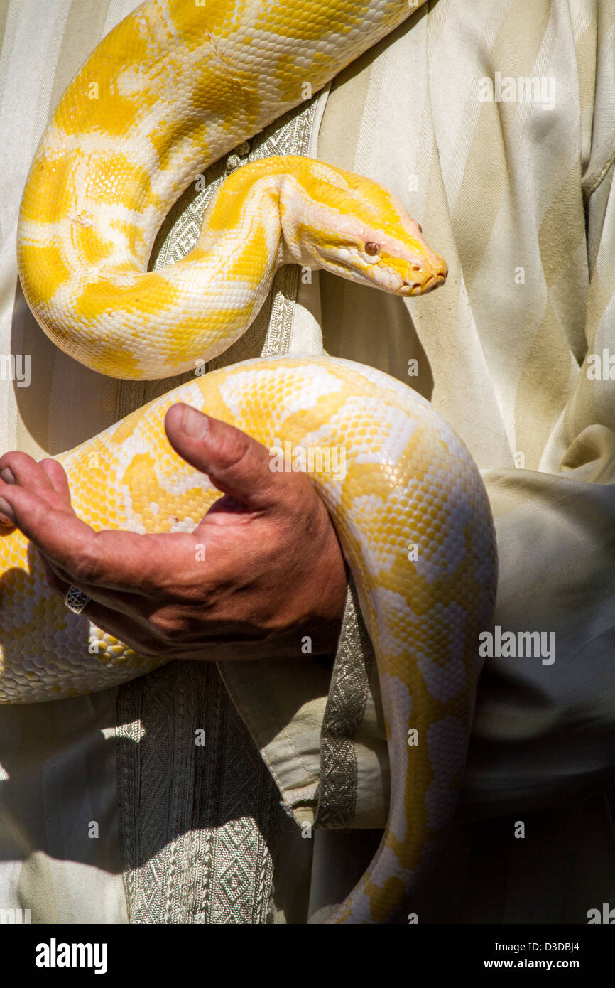 Nahaufnahme Einer Schonen Gelben Python Schlange Wird Von Einem Mann Manovriert Stockfotografie Alamy
