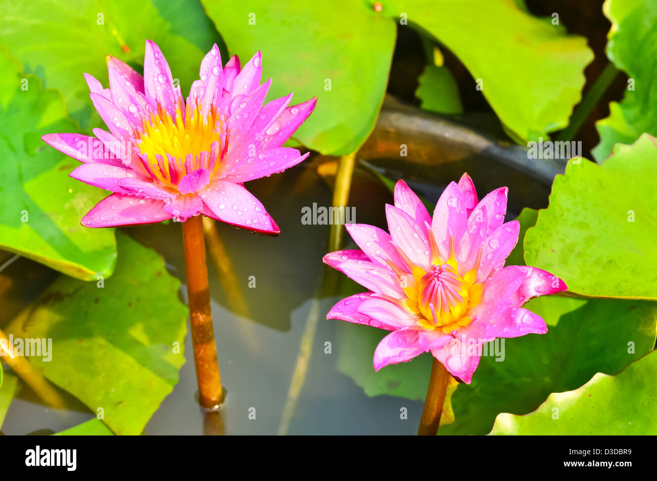 Rosa Seerose in eine Schüssel geben. Stockfoto Rosa Seerose in eine Schüssel geben. Stockfoto