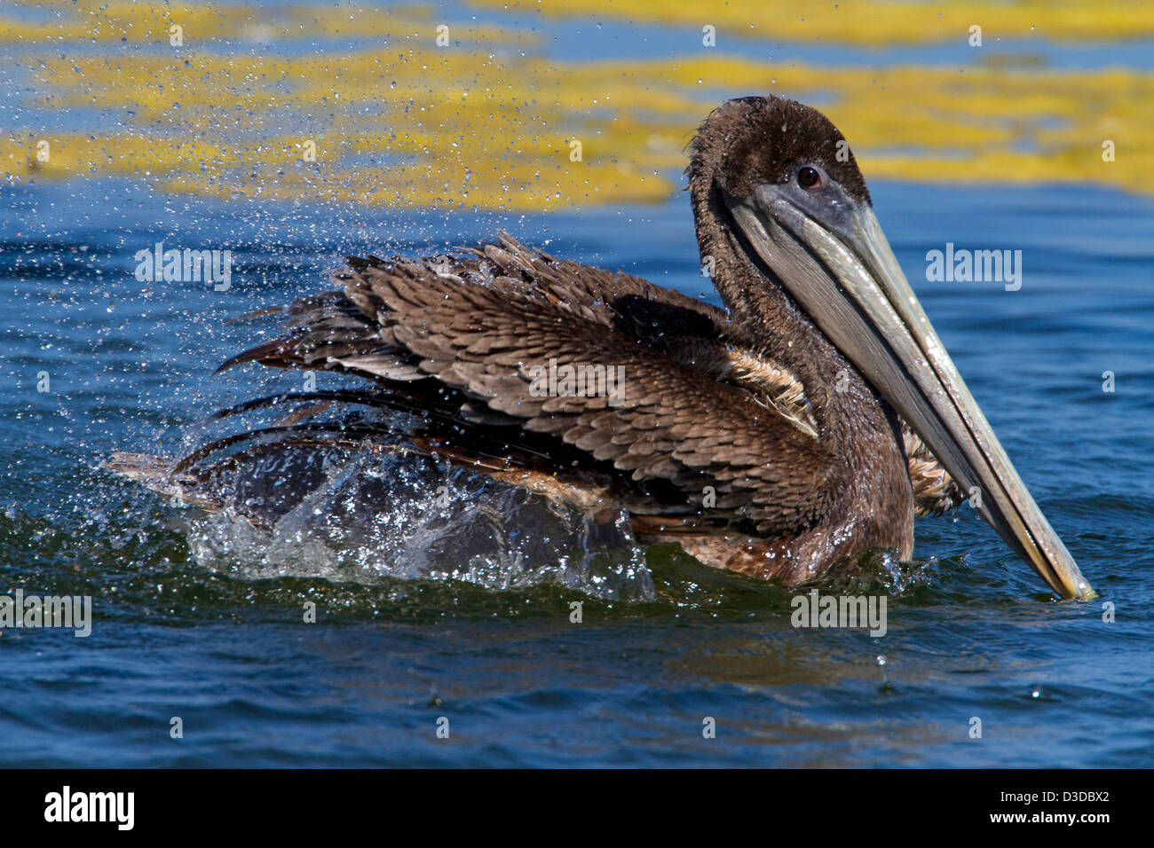 Brauner Pelikan (Pelecanus Occidentalis) juvenile flattern Flügel auf einem See an der Santa Barbara Beach, Kalifornien, USA im Juli Stockfoto