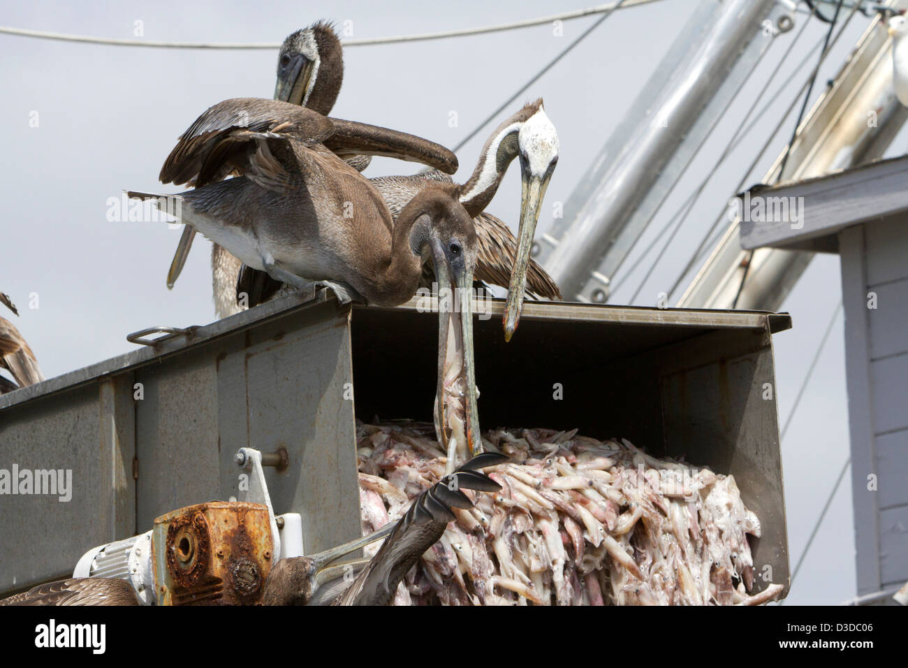 Braune Pelikane (Pelecanus Occidentalis) Fütterung von oben auf einen Tintenfisch-Förderband auf einer Werft in Monterey, Kalifornien, USA im Juli Stockfoto