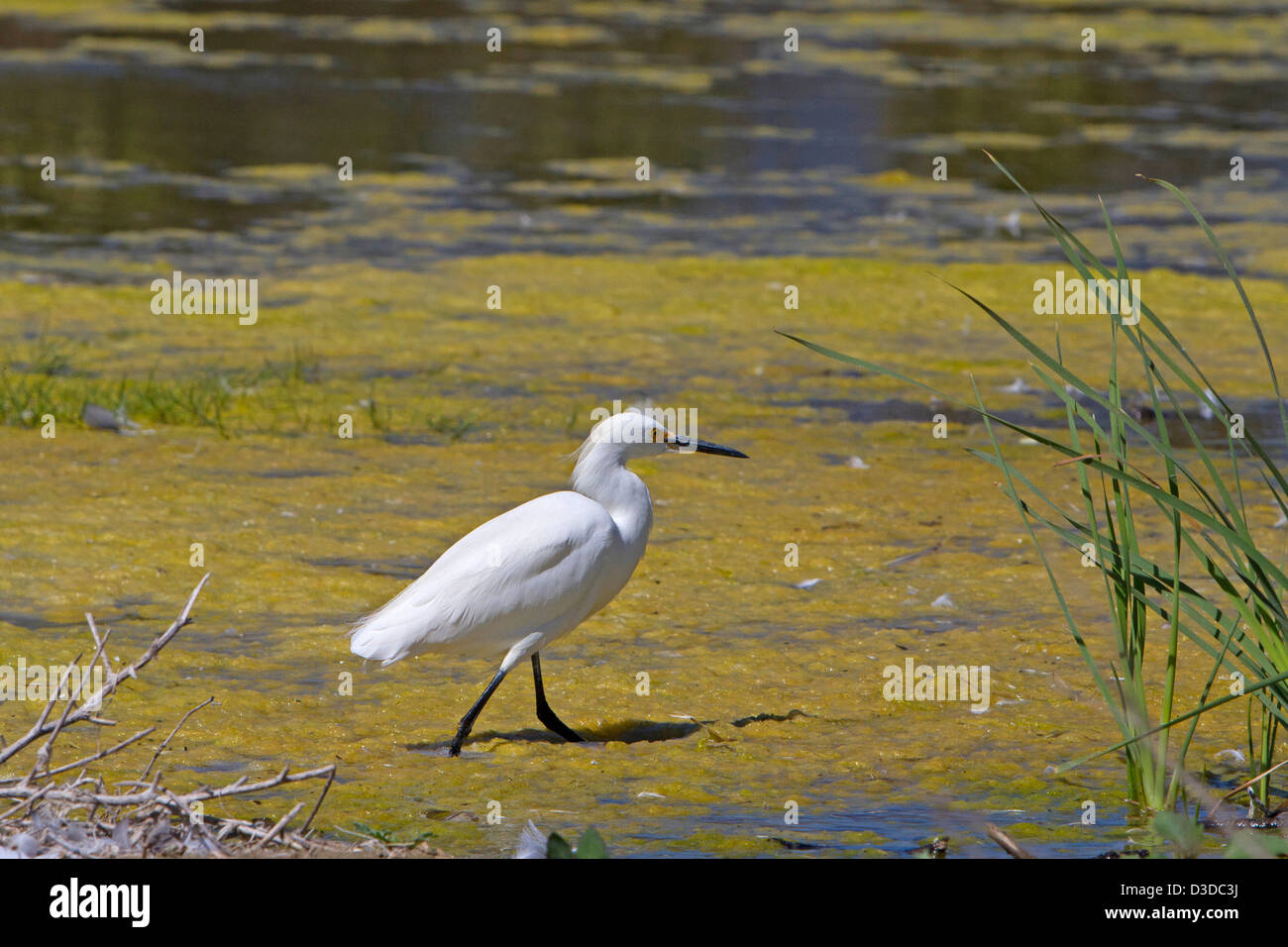 Snowy Silberreiher (Egretta unaufger) zu Fuß in einem flachen See auf Santa Barbara Beach, Kalifornien, USA im Juli Stockfoto