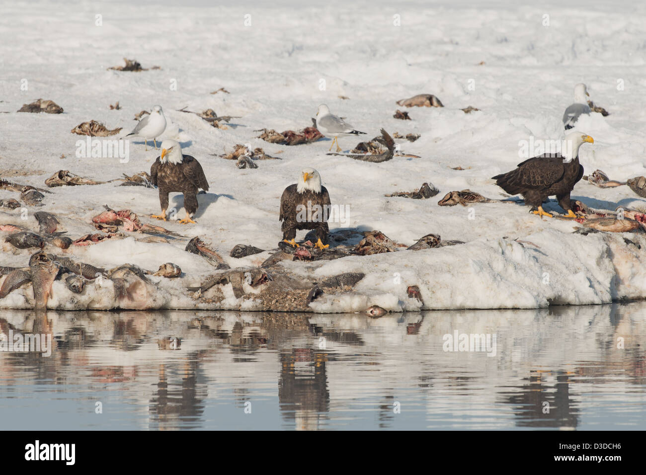 Stock Foto von Weißkopfseeadler ernähren sich von Fisch. Stockfoto