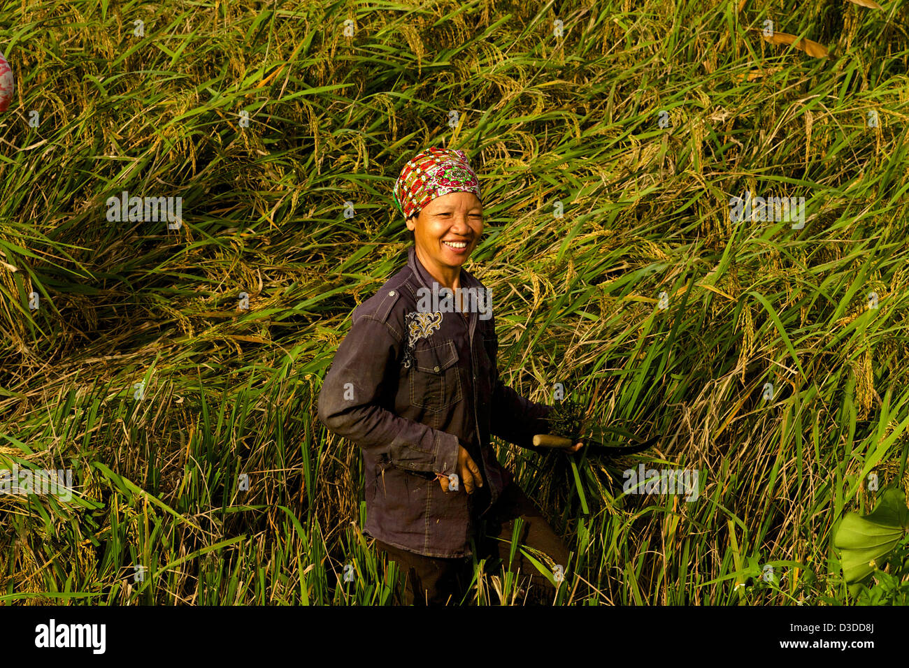 Menschen, die Arbeiten an den Reis Feld Bac Ha Bezirk Vietnam Stockfoto