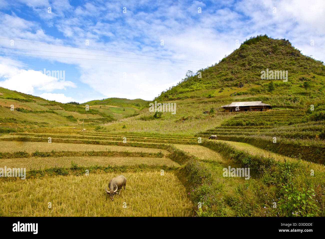 Vietnam, Provinz Lao Cai, Bac Ha Bezirk, Landschaft Szene Stockfoto