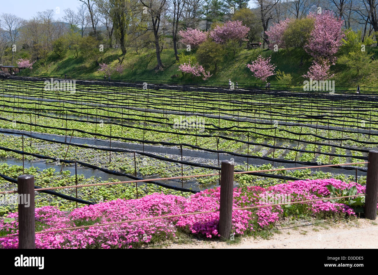 Kirschbäume und Blumen umgeben Bio Wasabi Meerrettich wächst in frischem Flusswasser auf Daio Wasabi Nojo Bauernhof, Nagano. Stockfoto