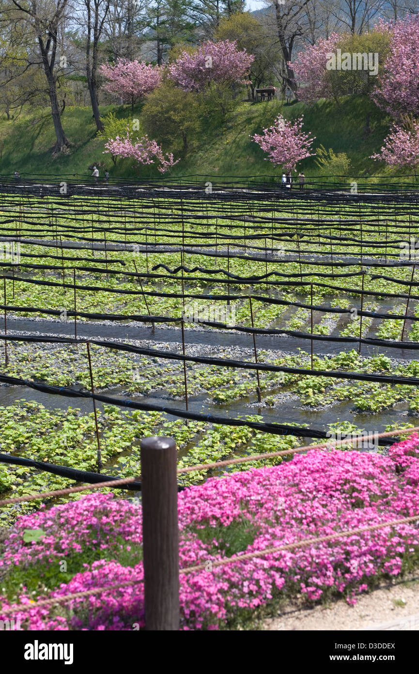 Kirschbäume und Blumen umgeben Bio Wasabi Meerrettich wächst in frischem Flusswasser auf Daio Wasabi Nojo Bauernhof, Nagano. Stockfoto