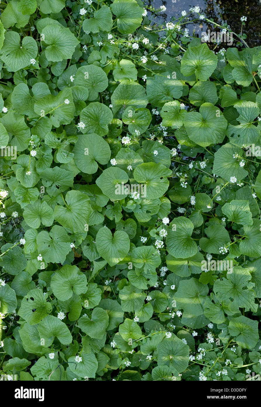 Bio Wasabi Meerrettich Pflanzen wachsen in frischer Bergluft Flusswasser auf Daio Wasabi Nojo Farm in Hotaka, Nagano. Stockfoto