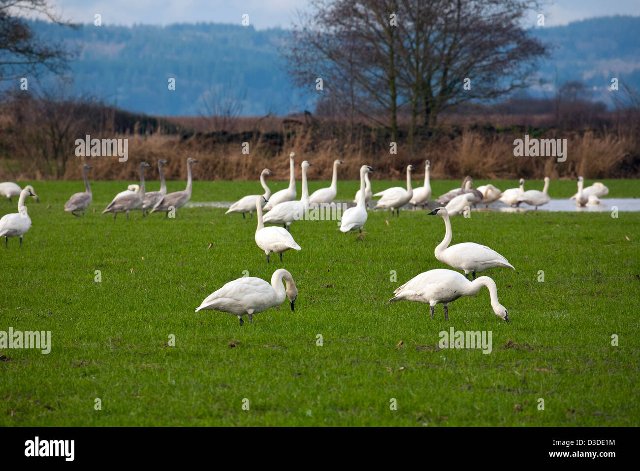 WA08083-00... WASHINGTON - Trumpeter Schwäne in einem Bauernhof Feld auf Fir Insel im Delta Skigit Flusses in der Nähe von Mount Vernon. Stockfoto