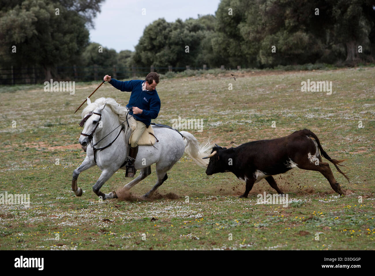 JEREZ DE LA FRONTERA, Spanien, 22. Februar 2008: Antonio Domecq, 37, ein Rejoneador oder Stierkämpfer zu Pferd, reitet sein Pferd in einem engen Kreis um eine zwei Jahre alte Kuh auf einem "Acorso y Derribo" Event auf einem von seinem Onkel Alvaro Domecq betrieben.  Hier testet Fahrer junge Kühe für ihre Aggression und trainieren Pferde für die spezialisierten Dressur, die sie benötigen, um voll ausgewachsene vier Jahre alten Bullen in der Arena tanzen können. Stockfoto
